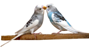 a pair of parakeets 